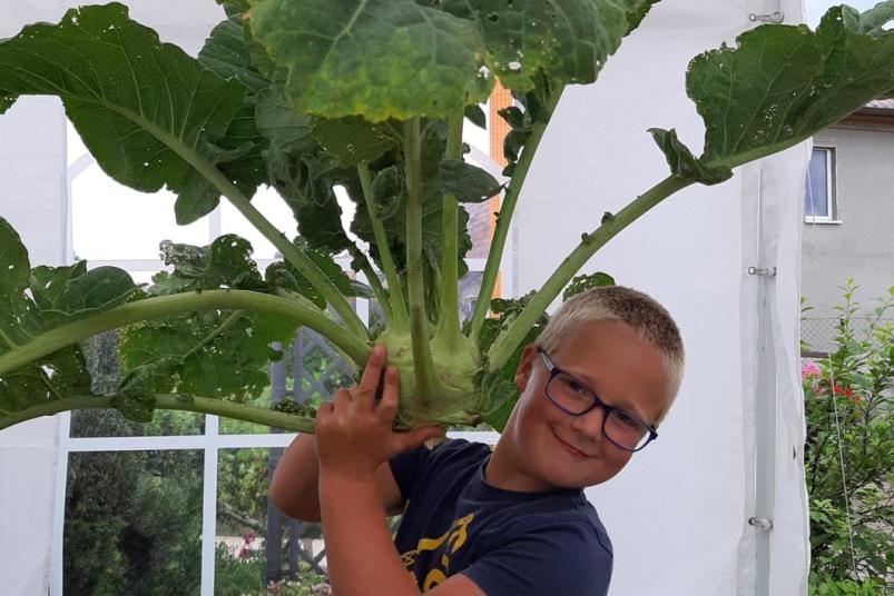 Karin Meier - Enkel Lenny Rieckhoff bei der Kohlrabi-Ernte in Zahrensdorf