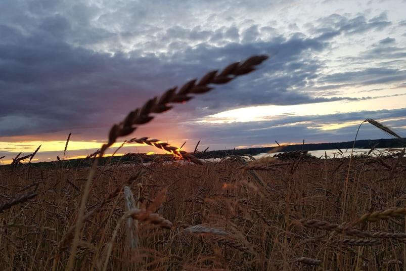 Alexandra Pfeiffer - Getreidefeld am Tempziner See im Sonnenuntergang