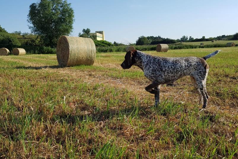 Alexandra Pfeiffer - Jagdhund bei der Feldarbeit, hier vorstehen von Federwild, Wiese bei Brüel