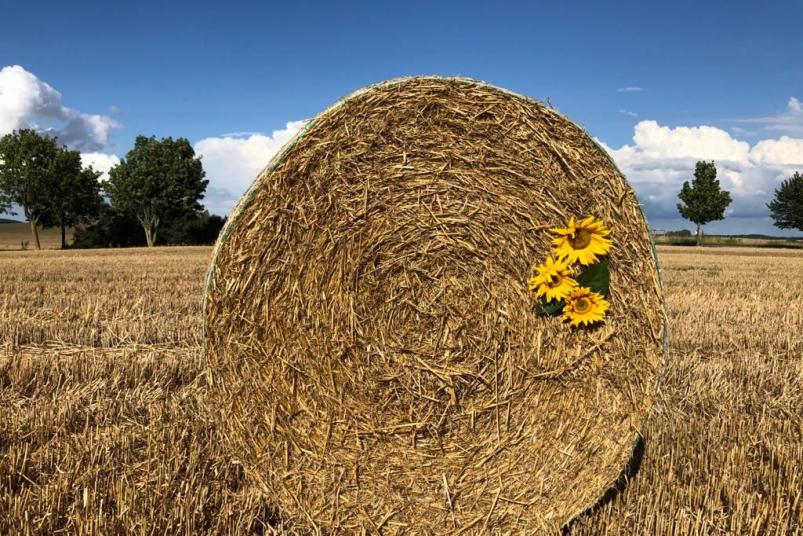 Jürgen Nagorsnick -  in der Nähe von Kuhlen, die Sonnenblumen hatten leider Pech !!!